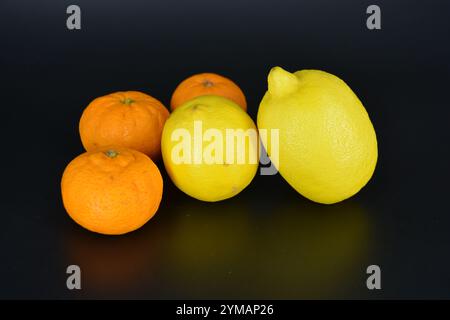 Gesundes Essen, Obst, Beeren, gesunder Lebensstil. Zwei große gelbe Zitronen und drei reife orangene Mandarinen befinden sich auf einem schwarzen Kunststoffhintergrund. Stockfoto