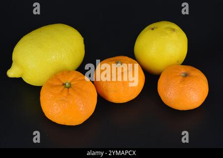 Gesundes Essen, Obst, Beeren, gesunder Lebensstil. Zwei große gelbe Zitronen und drei reife orangene Mandarinen befinden sich auf einem schwarzen Kunststoffhintergrund. Stockfoto