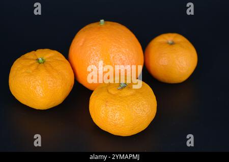 Gesundes Essen, Obst, Beeren, gesunder Lebensstil. Eine große orangene und drei reife orangene Mandarinen befinden sich auf einem schwarzen Kunststoffhintergrund. Stockfoto
