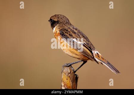 Stonechat mit dem wissenschaftlichen Namen (Saxicola rubicola). Kleiner Vogel mit bräunlichen Tönen auf einem Stamm. Stockfoto