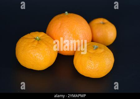 Gesundes Essen, Obst, Beeren, gesunder Lebensstil. Eine große orangene und drei reife orangene Mandarinen befinden sich auf einem schwarzen Kunststoffhintergrund. Stockfoto