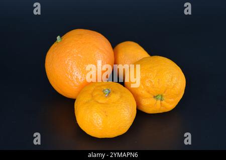 Gesundes Essen, Obst, Beeren, gesunder Lebensstil. Eine große orangene und drei reife orangene Mandarinen befinden sich auf einem schwarzen Kunststoffhintergrund. Stockfoto