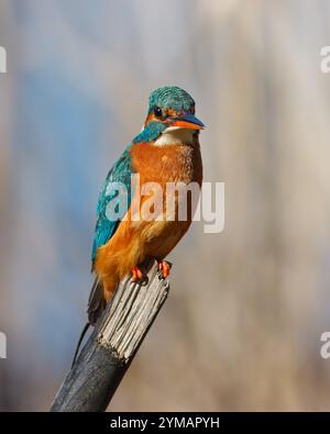 Eisvogel mit dem wissenschaftlichen Namen (Alcedo atthis). Kleiner Wasservogel mit Blau- und Orangetönen, ein ausgezeichneter Fischer. Stockfoto