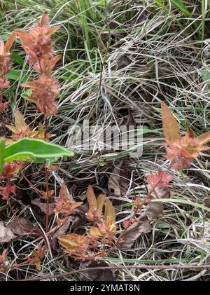 Schlankes Dreisaat-Quecksilber (Acalypha gracilens) Stockfoto