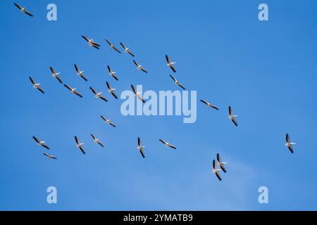 Pinkfarbene Pelicaner (Pelecanus rufescens) fliegen in blauem Himmel als große Schar, Gruppe. Sambia, Afrika Stockfoto