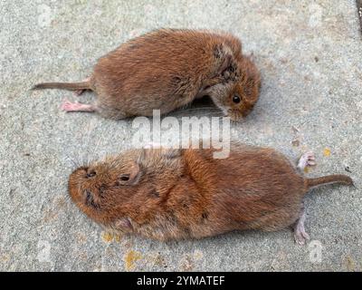 Südlicher Rotrücken (Clethrionomys gapperi) Stockfoto