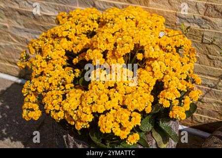 Kalanchoe pinnata, allgemein bekannt als Kathedralenglocken, Luftpflanze, Wunderblatt - die Schönheit des Ba den Berges - Dach der südöstlichen Region Stockfoto