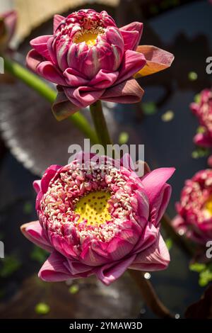 Der Momo Botan Lotus ist einer der besten blühenden Lotusblumen - die Schönheit des Berges Ba den - Dach des Südostens Stockfoto