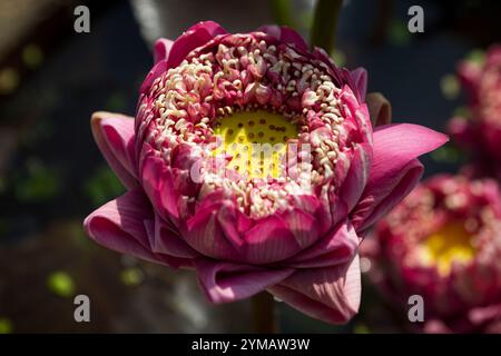 Der Momo Botan Lotus ist einer der besten blühenden Lotusblumen - die Schönheit des Berges Ba den - Dach des Südostens Stockfoto