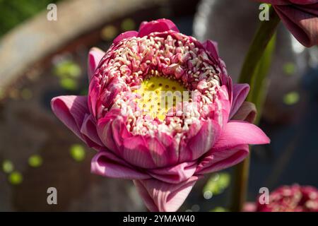 Der Momo Botan Lotus ist einer der besten blühenden Lotusblumen - die Schönheit des Berges Ba den - Dach des Südostens Stockfoto