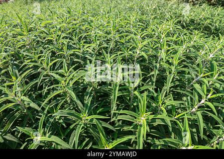 Salvia leucantha, der mexikanische Buschsalbei, ist eine krautige Staudenpflanze - die Schönheit des Berges Ba den - Dach des Südostens. Stockfoto