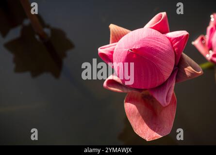 Der Momo Botan Lotus ist einer der besten blühenden Lotusblumen - die Schönheit des Berges Ba den - Dach des Südostens Stockfoto