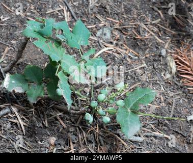 Kriechende Mahonie (Berberis repens) Stockfoto