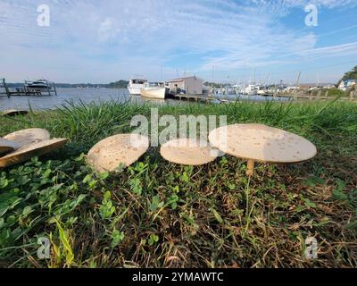 Grünspuriger Sonnenschirm (Chlorophyllum molybdite) Stockfoto