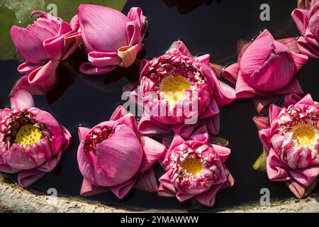 Der Momo Botan Lotus ist einer der besten blühenden Lotusblumen - die Schönheit des Berges Ba den - Dach des Südostens Stockfoto