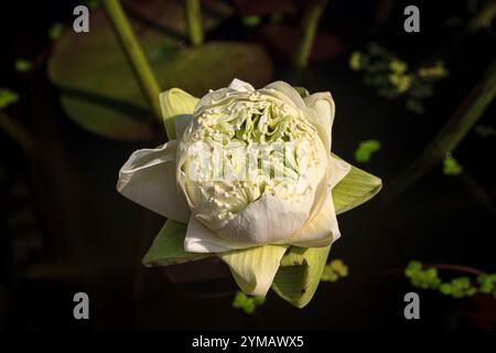 Der Momo Botan Lotus ist einer der besten blühenden Lotusblumen - die Schönheit des Berges Ba den - Dach des Südostens Stockfoto