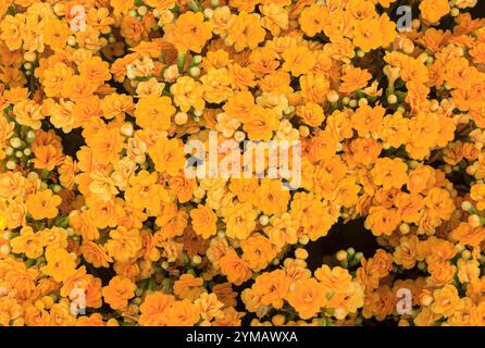 Kalanchoe pinnata, allgemein bekannt als Kathedralenglocken, Luftpflanze, Wunderblatt - die Schönheit des Ba den Berges - Dach der südöstlichen Region Stockfoto