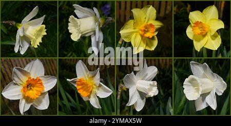 Eine Collage von acht Blüten, von vier Narzissen-Sorten, Narcissus pseudonarcissus. Gut fokussiert und sauber mit guten Details. Natürliche Hintergründe. Stockfoto