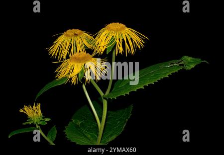 Ein Stiel von Yellow Ox-Eye Daisy, Telekia speciosa, mit vier Blumenköpfen. Nahaufnahme, gut fokussiert mit guten Details und schwarzem Hintergrund. Stockfoto