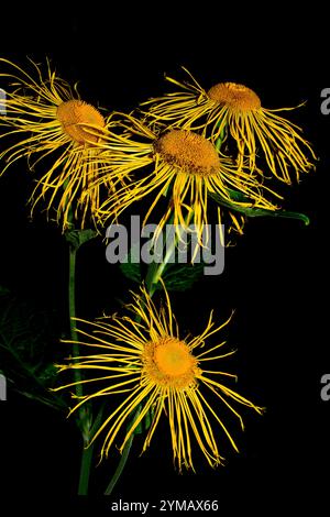 Ein Stiel von Yellow Ox-Eye Daisy, Telekia speciosa, mit vier Blumenköpfen. Nahaufnahme, gut fokussiert mit guten Details und schwarzem Hintergrund. Hochformat. Stockfoto
