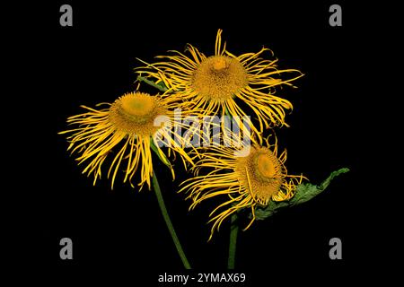 Ein Stiel von Yellow Ox-Eye Daisy, Telekia speciosa, mit vier Blumenköpfen. Nahaufnahme, gut fokussiert mit guten Details und schwarzem Hintergrund. Stockfoto