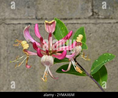 Ein Stamm europäischer Geißblatt, Lonicers periclymenum, der an einer grauen Wand wächst. Geißblatt, das in Ihrem Garten wächst, bringt Glück. Stockfoto