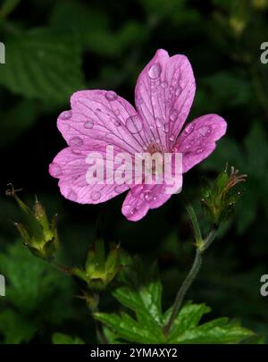 Eine Endres Cranesbil Blume, Geranium endressii, mit vielen Regentropfen. Französische oder westliche Kraniche sind alternative Namen. Nahaufnahme und gut fokussiert. Stockfoto