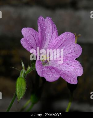 Eine Endres Cranesbil Blume, Geranium endressii, mit vielen Regentropfen. Französische oder westliche Kraniche sind alternative Namen. Nahaufnahme und gut fokussiert. Stockfoto