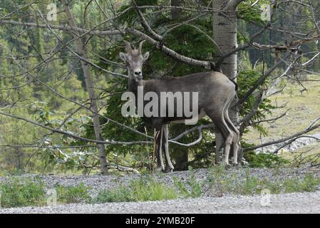 Steinschaf (Ovis dalli stonei) Stockfoto