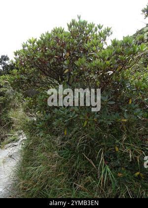 Falschgoldblüten-Rhododendron (Rhododendron pseudochrysanthum) Stockfoto