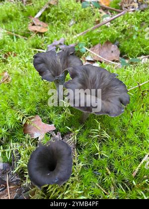 Östliche schwarze Trompete (Craterellus fallax) Stockfoto