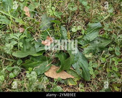 Amerikanische Kochbanane (Plantago rugelii) Stockfoto