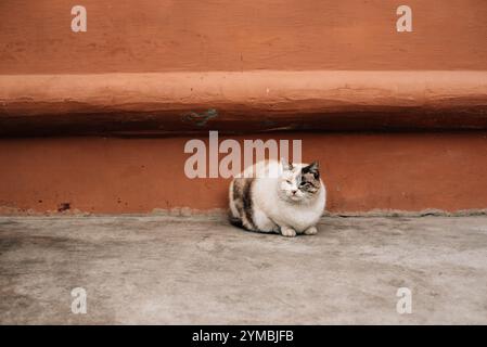 Weiße und graue Katze sitzt auf Zement. Hochwertige Fotos Stockfoto