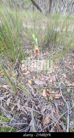 RotbartOrchidee (Calochilus paludosus) Stockfoto