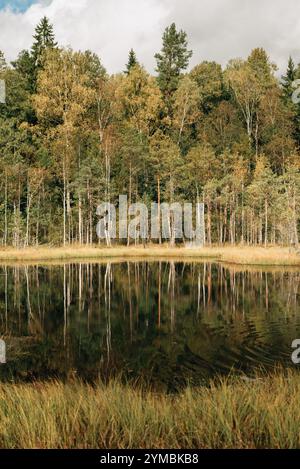 Ein kleiner Teich mitten in einem Wald. Hochwertige Fotos Stockfoto