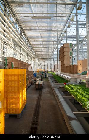 Ernte von Frillice-Salat durch Arbeiter. Halle mit Kisten und Pflanztabletts für das Gewächshaus organisiert Stockfoto