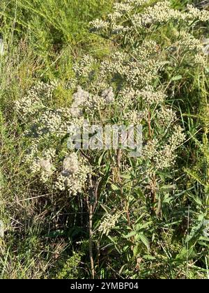 Spätboneset (Eupatorium serotinum) Stockfoto