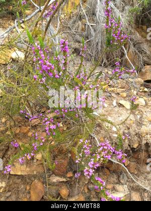 Stachelige Purplegorse (Muraltia heisteria) Stockfoto