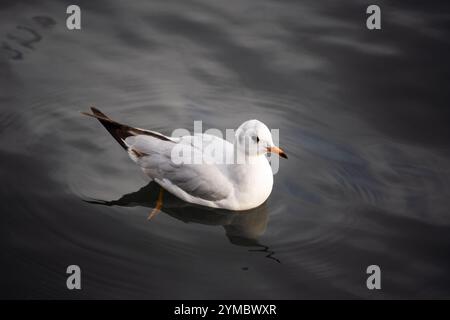 Möwen schwimmen im Seewasser. Nahaufnahme, Draufsicht, keine Leute Stockfoto