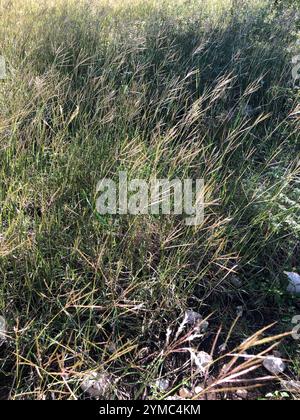 King Ranch Bluestem (Bothriochloa ischaemum) Stockfoto