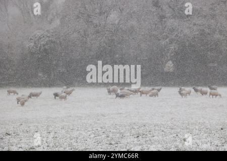 Doddiscombsleigh, Devon, Großbritannien. November 2024. Schafe im Schneesturm, Doddiscombsleigh, Teign Valley, Devon. Hinweis: Nidpor/Alamy Live News Stockfoto