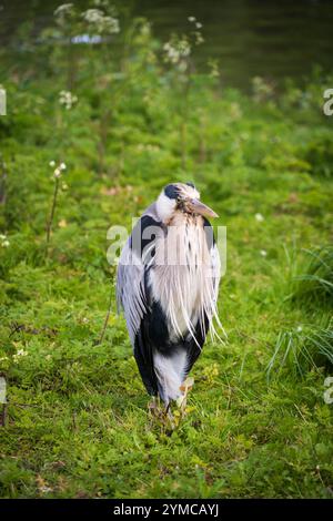 Der Regent's Park, einer der Royal Parks von London, Großbritannien Stockfoto