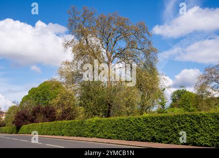 Der Regent's Park, einer der Royal Parks von London, Großbritannien Stockfoto