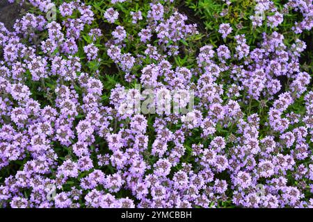 Helle, farbenfrohe Natur mit aktiven Lichtstrahlen. Viele kleine lila Oregano Blumen wachsen wie ein Teppich im Garten. Stockfoto