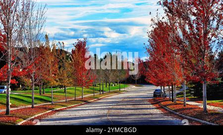 Eine lebhafte Herbstszene mit einer Reihe feuriger roter Ahornbäume, die eine ruhige Straße säumen. Stockfoto