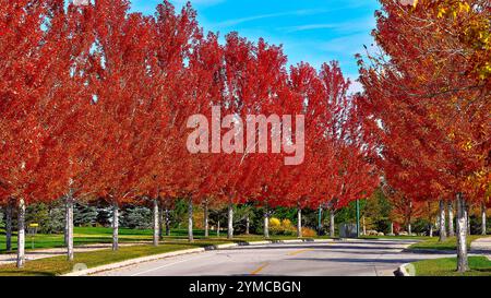 Eine lebhafte Herbstszene mit einer Reihe feuriger roter Ahornbäume, die eine ruhige Straße säumen. Stockfoto