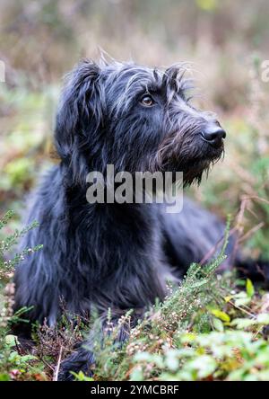 Ralph, ein geretteter Hund, im New Forest, Hampshire, England, Großbritannien. Mehlhund Stockfoto