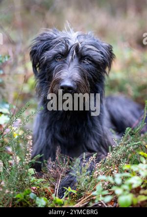 Ralph, ein geretteter Hund, im New Forest, Hampshire, England, Großbritannien. Mehlhund Stockfoto