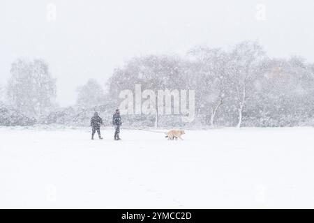 Godshill, New Forest, Hampshire, England, Vereinigtes Königreich, 21. November 2024, Wetter: starker Schnee am Morgen während des frühen Winters. Hundegeher unter Schneesturmbedingungen. Paul Biggins/Alamy Live News Stockfoto