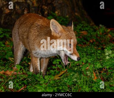 Urban Fox in Bristol Stockfoto